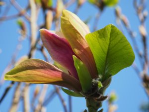 Magnolia x brooklynensis ‘Woodsman’ x Magnolia ‘Pink Surprise’