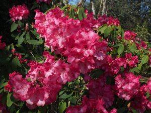 Exbury’s Rhododendron ‘Lady Montagu Group’
