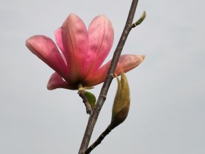 Magnolia ‘Pink Surprise’