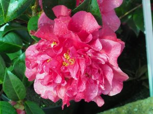 Camellia x williamsii ‘Tristram Carlyon’