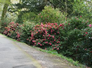 camellias below the fernery