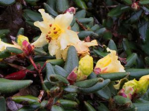 Rhododendron valentianum