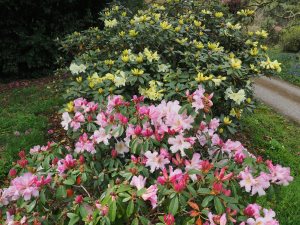 Rhododendron ‘Michael’s Pride’ and Rhododendron veitchiorum