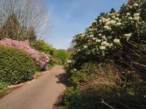 Rhododendron sinogrande and Rhododendron ‘Emma Williams’