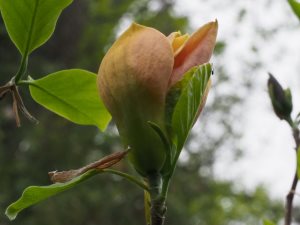 Magnolia ‘Judy Zuk’