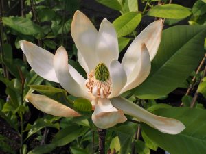 Magnolia obovata x Magnolia fraseri