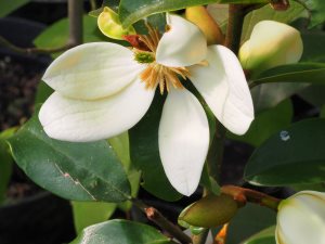 Michelia laevifolia ‘Gail’s Favourite’