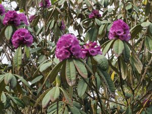 Another Rhododendron niveum