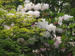 Rhododendron loderi ‘King George’ & Cornus kousa ‘Satomi’