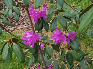 Rhododendron rubiginosum ‘Ted Millais’