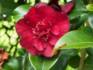 Camellia ‘Dr Burnside