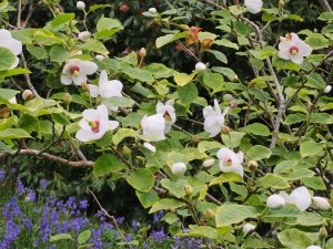 Magnolia sieboldii ‘Mishiko Renge’