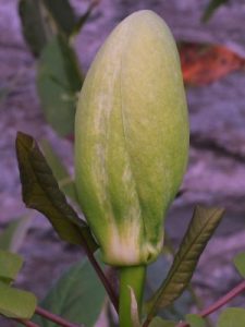 Magnolia fraseri var. pyramidalis