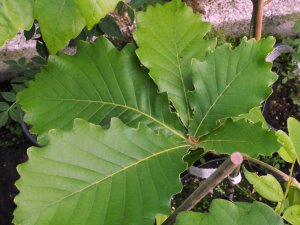 Quercus yunnanensis