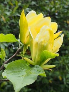 Magnolia ‘Ossie’s Yellow’