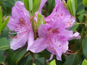 Rhododendron heliolepsis