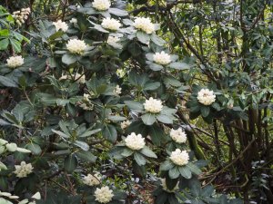 Rhododendron sinogrande (seedling)