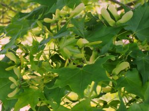Acer truncatum var. barbinerve