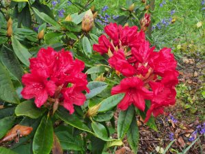 Rhododendron ‘Gwilt King’