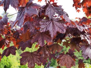 Acer platanoides ‘Royal Red’