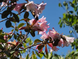 Rhododendron royalii ‘Caerhays Pink’