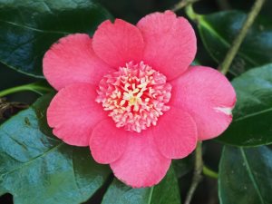 Camellia ‘Bokuhan