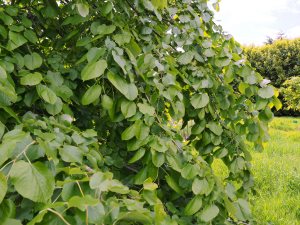 Tilia tomentosa ‘Petiolaris’