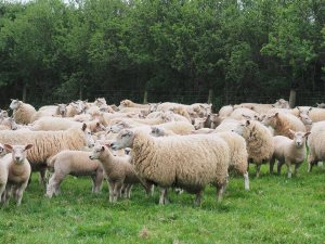 New crossbred batch of ewes