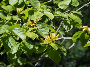 Magnolia acuminata var. subcordata ‘Miss Honeybee’
