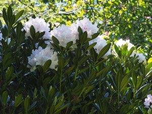 Rhododendron catawbiense ‘Album’