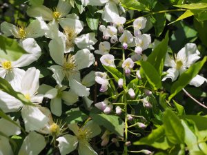 Clematis montana ‘Grandiflora’ and Wisteria ‘Caroline’.