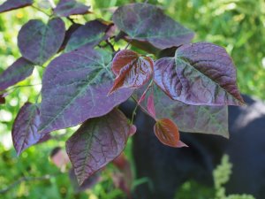 Cercis canadensis ‘Forrest Pansy’