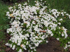 Late flowering evergreen azalea