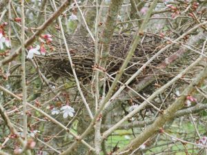 Prunus incisa with pigeon nest