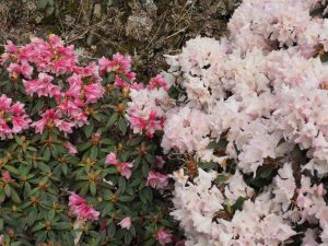Rhododendron ‘Wee Bee’ (left) and ‘Ginny Gee’ (right)