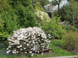 Rhododendron ‘Fragrantissimum’ fronts Rhododendron ‘Damaris’