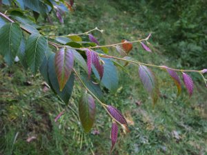 Betula insignis subsp. fansipanensis