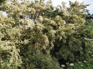 Luma apiculata ‘Glanleam Gold’