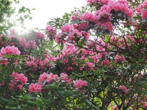 Harrow hybrid rhododendrons
