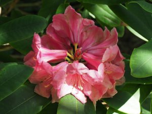 Harrow hybrid rhododendron