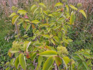 Cornus asperifolia var. drummondii ‘Sunshiny Drops’
