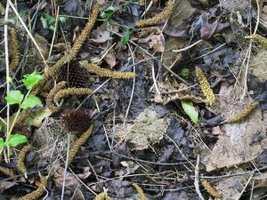 seed cones and male catkins
