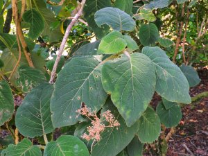 Hydrangea aspera subsp. sargentiana