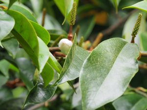 Magnolia x foggii ‘Allspice’