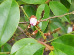 Magnolia x foggii ‘Jack Fogg’