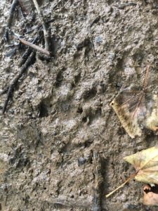 Otter paw in mud