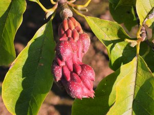 Magnolia ‘Atlas’ x Magnolia ‘Vulcan’
