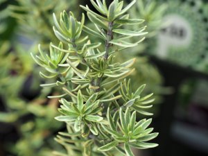 Westringia fruiticosa ‘Variegata’