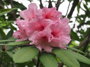Rhododendron ‘Dragonfly’