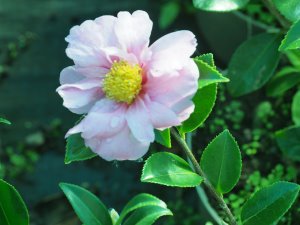 Camellia x oleifera ‘Winter’s Joy’